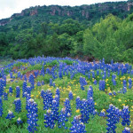 bluebonnet-hills-texas