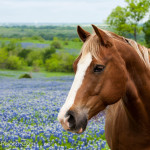 Travis County wilderness